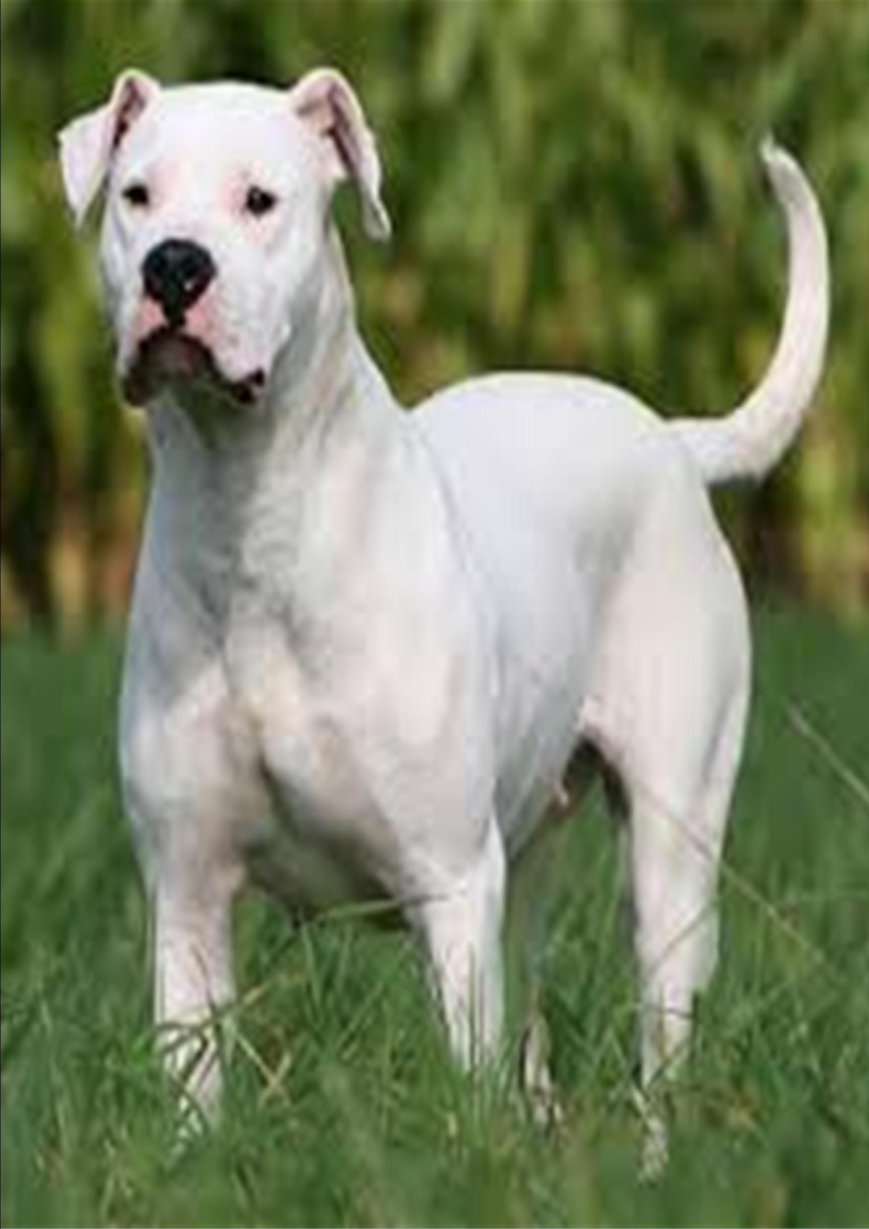 Dogo Argentino images, Pictures and Photos, Pictures of Dogo Argentino , Dogo Argentino images free, Images of Dogo Argentino 